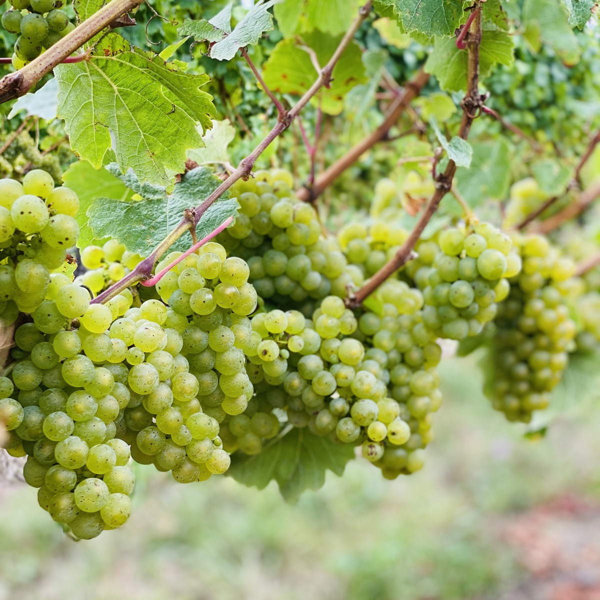 Riesling On The Vine Mar2021