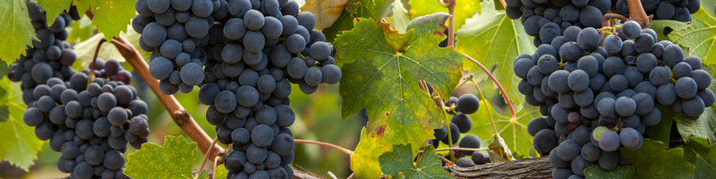 Cabernet Franc