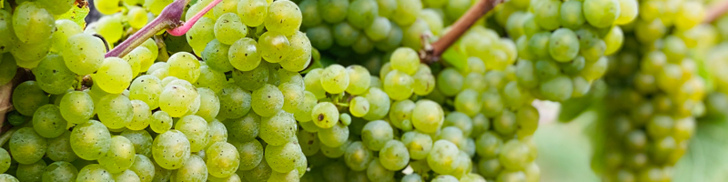 Riesling Banner