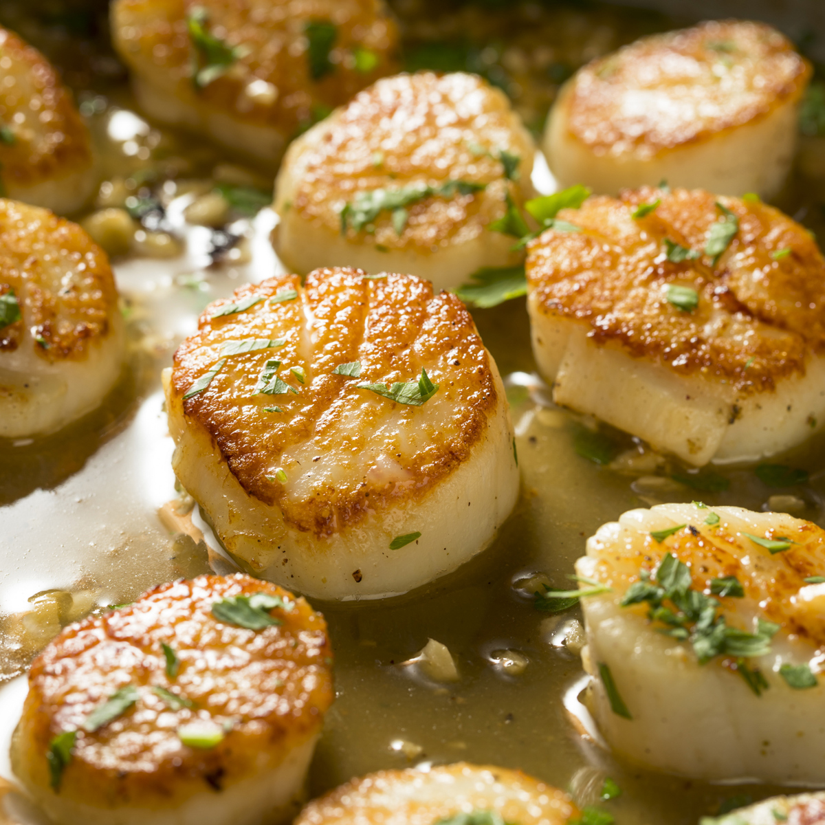 Scallops